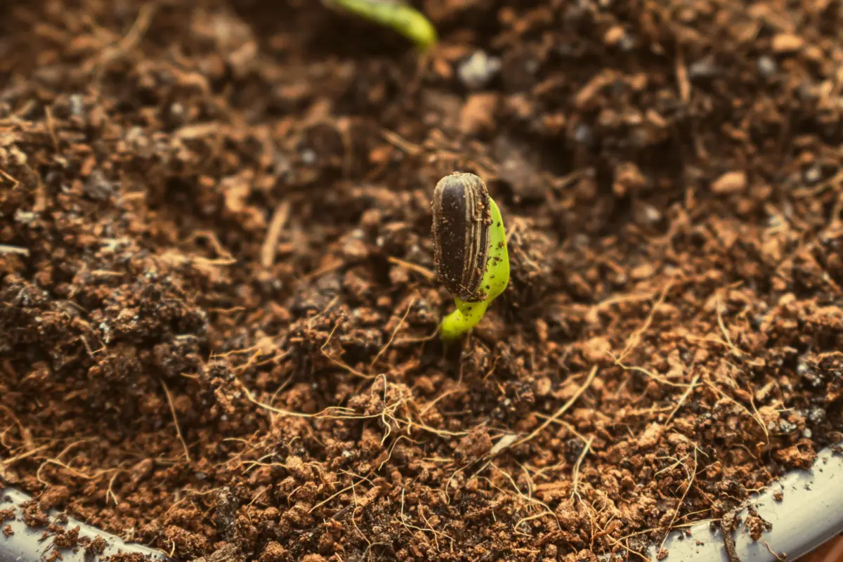 Young seedling breaking through soil, like a new website slowly building trust with Google